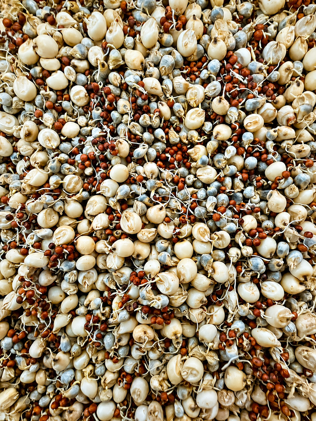 SPROUTED MILLETS